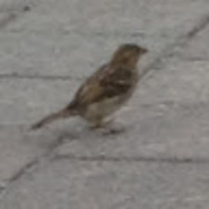 Meet your Posher, Carson